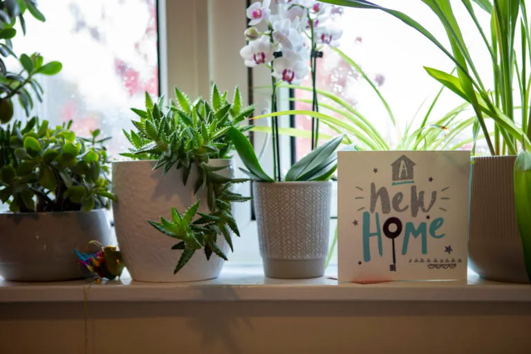 A shelter with pot plants and a 'new home' greetings card