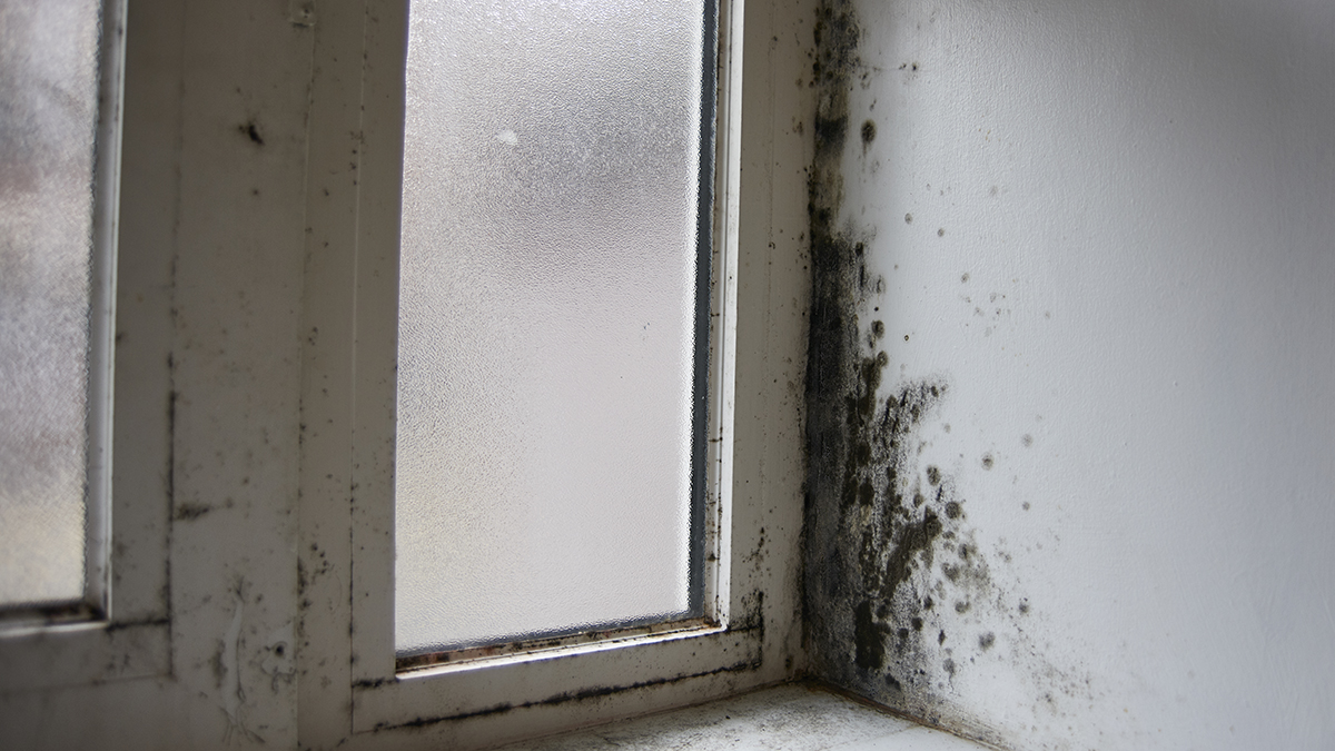 Damp and mould: what tenants need to know 